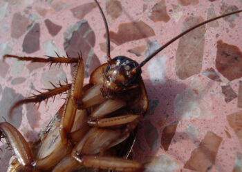 Modica, da oggi la deblattizzazione: ecco il calendario e le raccomandazioni