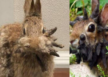 Conigli Frankenstein o conigli zombie con tentacoli neri che escono dalla testa invadono il Colorado