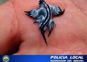 Allarme drago blu in Spagna, chiuse alcune spiagge: sintomi in caso di puntura