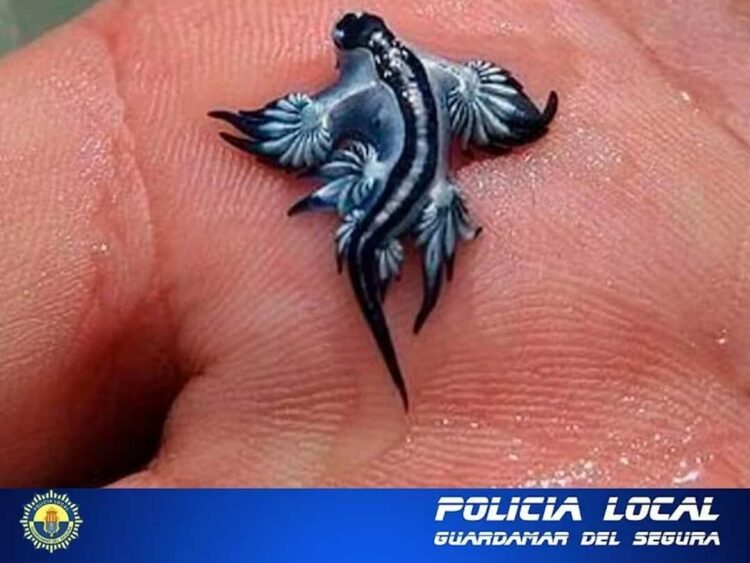Allarme drago blu in Spagna, chiuse alcune spiagge: sintomi in caso di puntura