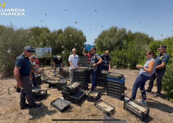 Pozzallo, scoperto traffico illegale di 2.687 volatili destinati al mercato maltese