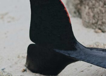 Ispica, rimossa carcassa di un enorme cetaceo dalla spiaggia di Santa Maria del Focallo