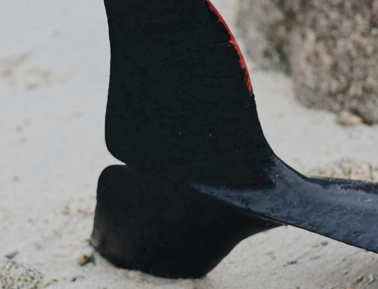 Ispica, rimossa carcassa di un enorme cetaceo dalla spiaggia di Santa Maria del Focallo