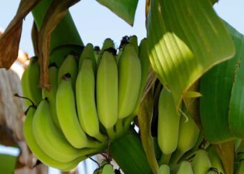 Banane Chiquita in Sicilia: prima piantagione tra Donnalucata e Marina di Ragusa