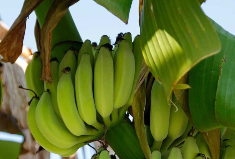 Banane Chiquita in Sicilia: prima piantagione tra Donnalucata e Marina di Ragusa