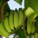 Banane Chiquita in Sicilia: prima piantagione tra Donnalucata e Marina di Ragusa
