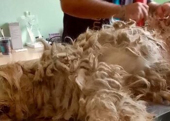 Ragusa: randagismo non significa cattura e canile ma cura e reimmissione in libertà