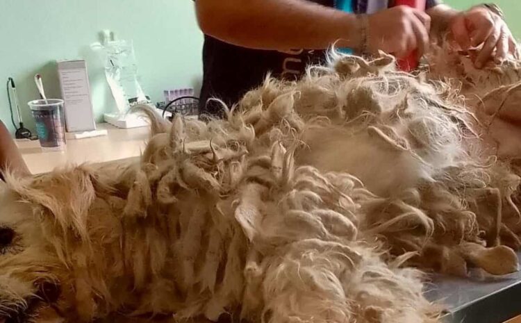 Ragusa: randagismo non significa cattura e canile ma cura e reimmissione in libertà