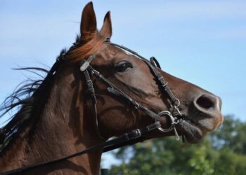 Lav Ragusa fermare le corse clandestine di cavalli