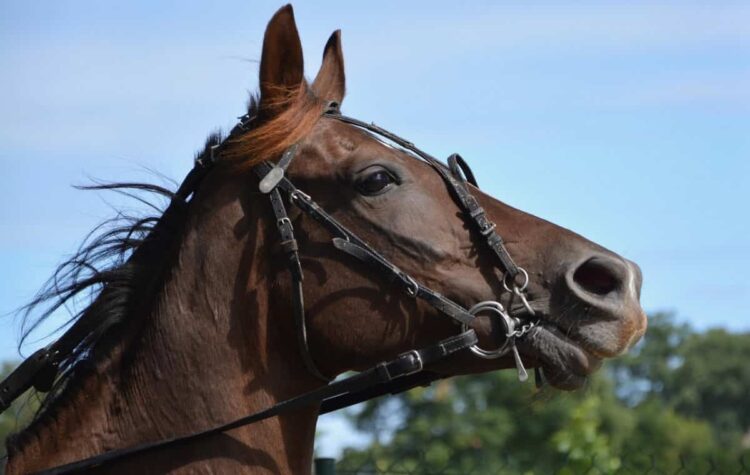 Lav Ragusa fermare le corse clandestine di cavalli
