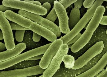 Acqua di Scicli e Jungi non potabile da ieri: rilevata escherichia coli e batteri coliformi