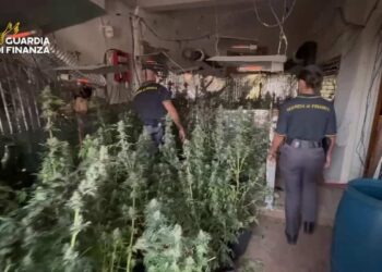 Palermo, sequestrata piantagione di marijuana: un arresto e una denuncia