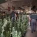 Palermo, sequestrata piantagione di marijuana: un arresto e una denuncia