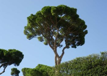 Ragusa: saranno abbattuti 9 pini potenzialmente pericolosi sulla SP25