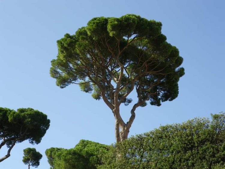 Ragusa: saranno abbattuti 9 pini potenzialmente pericolosi sulla SP25