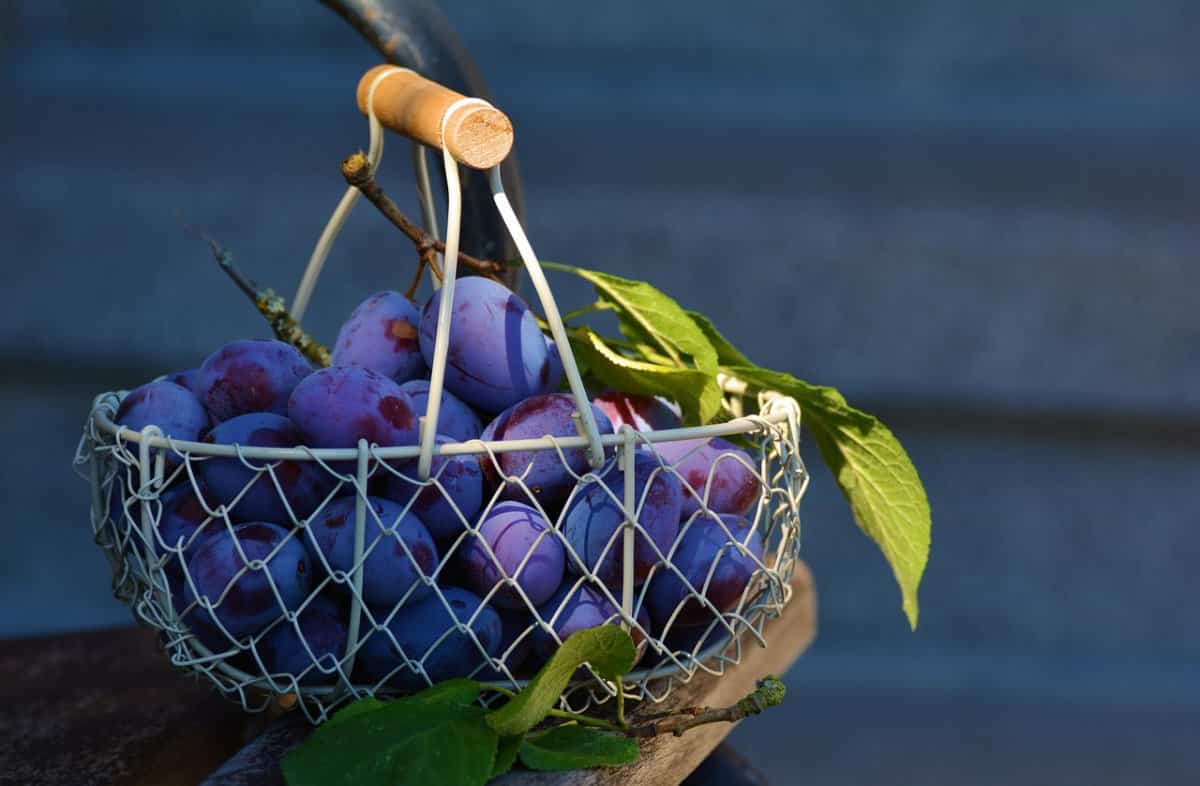 Dieta di settembre: ecco un menù settimanale per rimettersi in forma