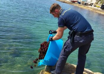 Scicli, sequestrati 700 ricci di mare tra Cava D'Aliga e Sampieri