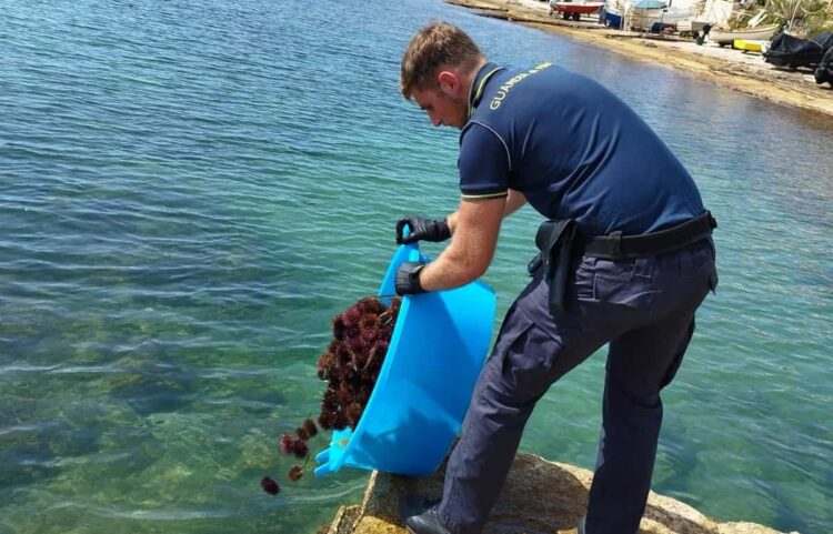 Scicli, sequestrati 700 ricci di mare tra Cava D'Aliga e Sampieri