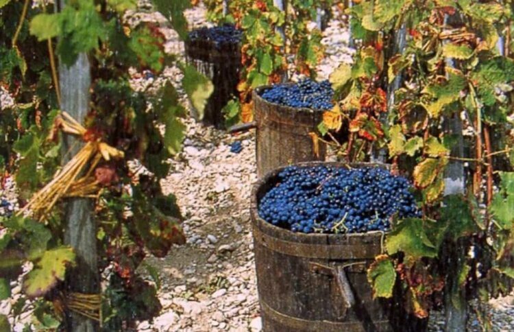 Ragusa, vendemmia un rito antico: dall’uva al vino… correva l’anno 1967