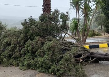 Maltempo Vittoria: caduti due alberi