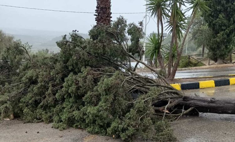Maltempo Vittoria: caduti due alberi