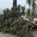 Maltempo Vittoria: caduti due alberi