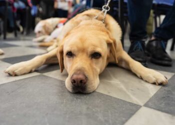 Uici, e Caltanissetta celebrò l'angelo a quattro zampe