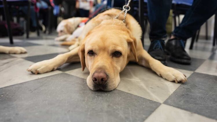 Uici, e Caltanissetta celebrò l'angelo a quattro zampe