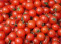 Salmonella e pomodorino siciliani: No allarmismi e conclusioni affrettate