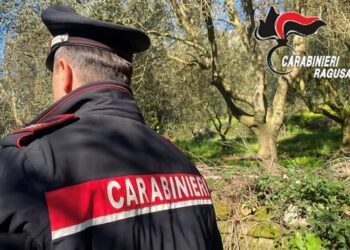 Comiso, rubano le olive in un terreno del Comune: denunciati