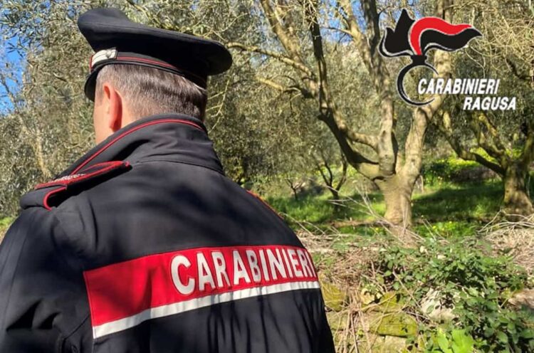 Comiso, rubano le olive in un terreno del Comune: denunciati