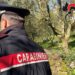 Comiso, rubano le olive in un terreno del Comune: denunciati