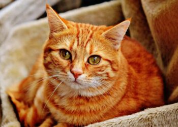 Lav Ragusa: sterilizzazione microchippatura e adozioni di cani e gatti