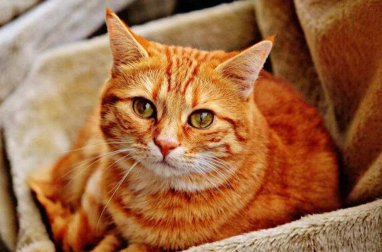 Lav Ragusa: sterilizzazione microchippatura e adozioni di cani e gatti