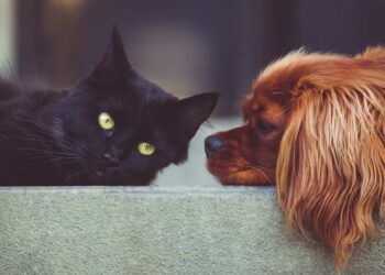 Microchip gratuito per cani e gatti a Scicli: ecco quando e dove
