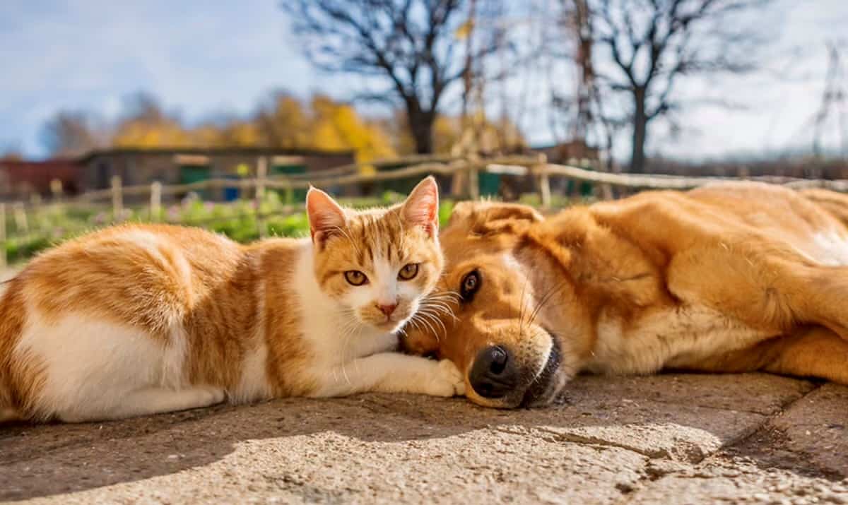 Ragusa randagismo: le risorse devono premiare chi agisce, non solo chi spende