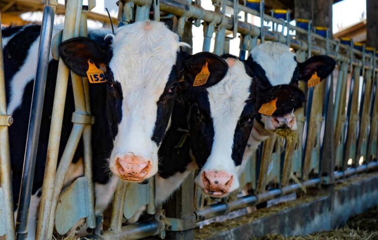 Il sostegno concreto della Regione Siciliana agli allevatori contro la brucellosi