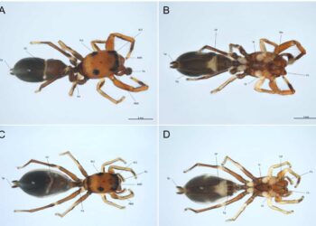 Nuova specie di ragno scoperta in Sicilia nella riserva di Pantalica: sembra un formica
