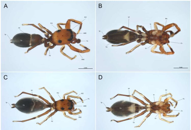 Nuova specie di ragno scoperta in Sicilia nella riserva di Pantalica: sembra un formica