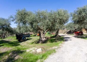 L'Olio DOP Monti Iblei festeggia 25 anni di qualità