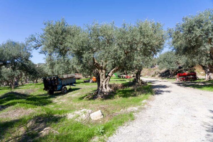 L'Olio DOP Monti Iblei festeggia 25 anni di qualità