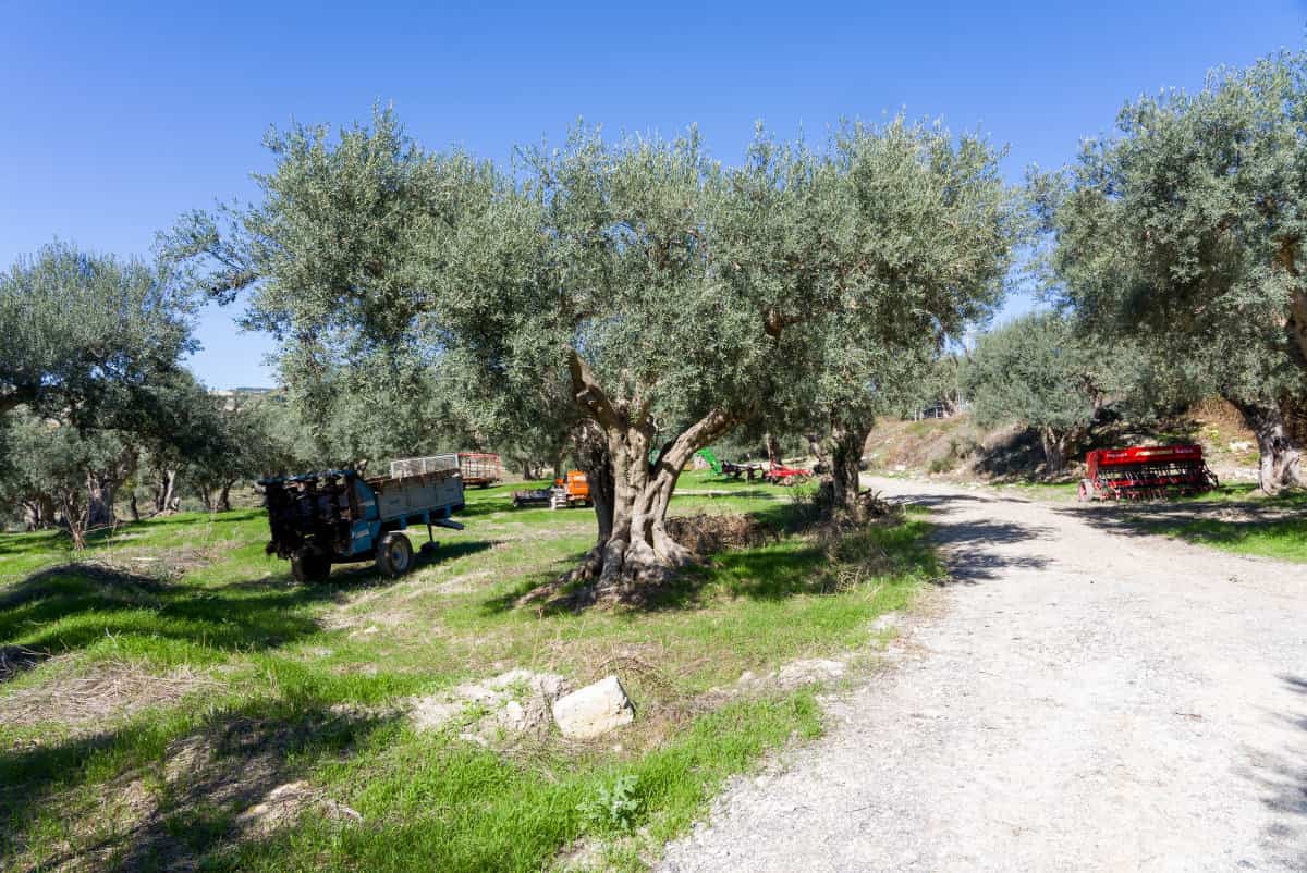L’Olio DOP Monti Iblei festeggia 25 anni di qualità a Chiaramonte Gulfi