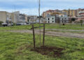 Ragusa più verde: 34 nuovi alberi