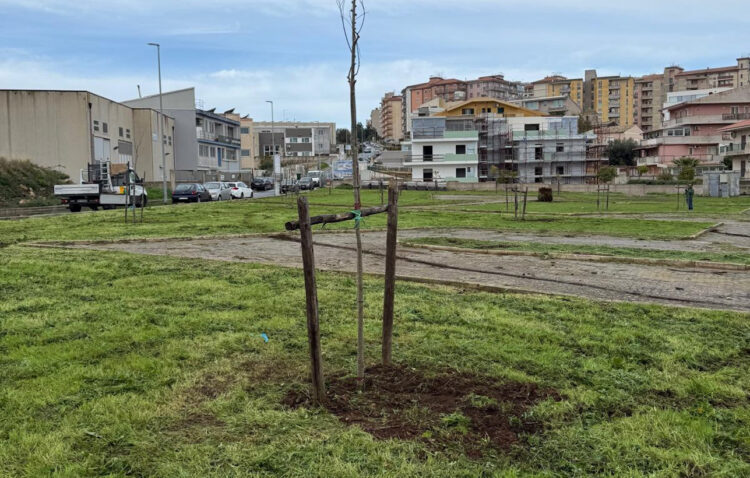 Ragusa più verde: 34 nuovi alberi