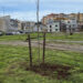 Ragusa più verde: 34 nuovi alberi