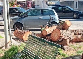 Continua la strage di alberi a Vittoria