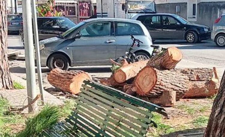 Continua la strage di alberi a Vittoria