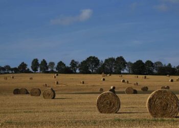 Il supporto della Regione all'agricoltura siciliana