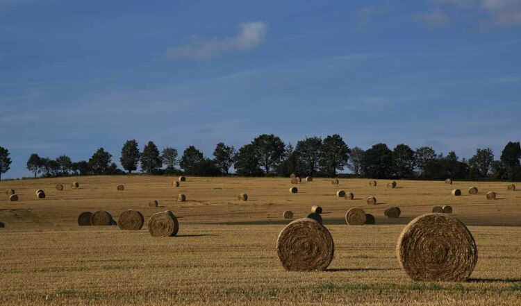 Il supporto della Regione all'agricoltura siciliana