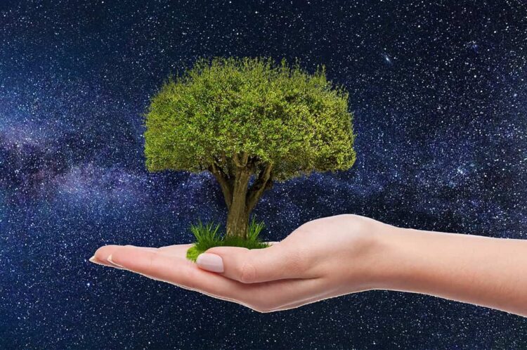 Ragusa, continua la manutenzione del patrimonio arboreo